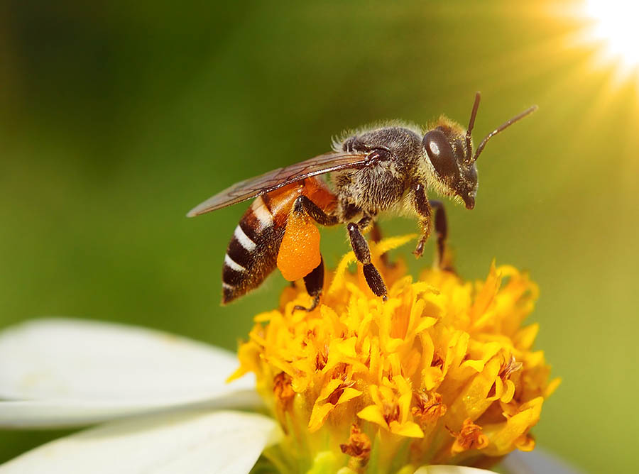Macro photography bees flower