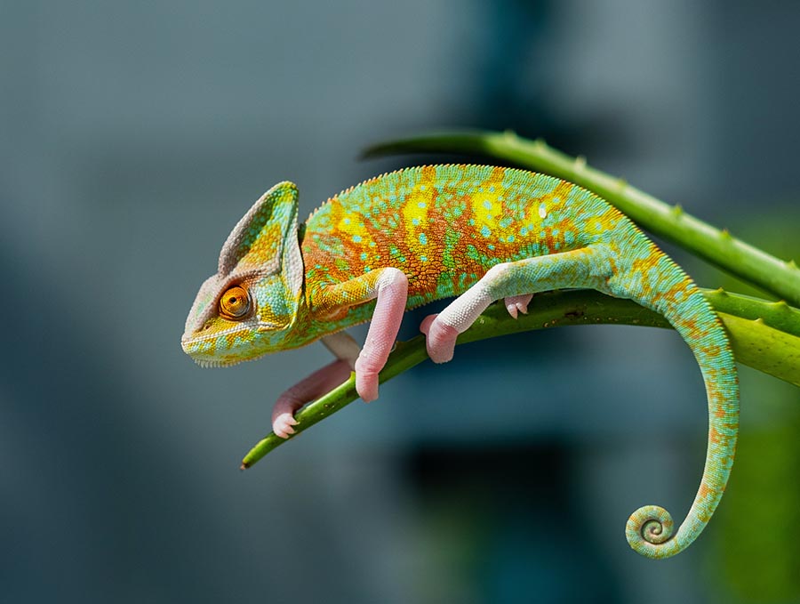 chameleon