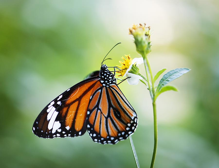 closeup monarch butterfly