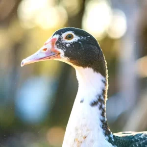 duck bokeh