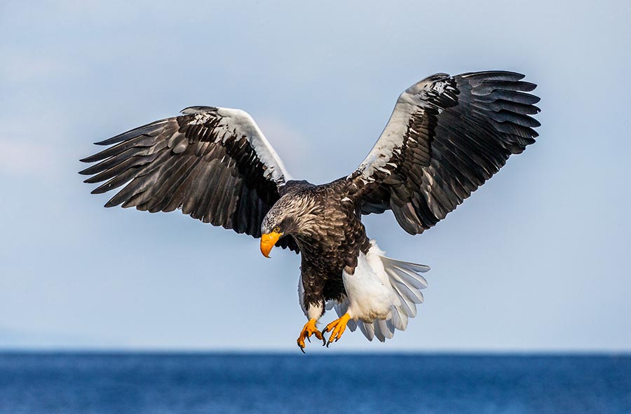eagle subject movement