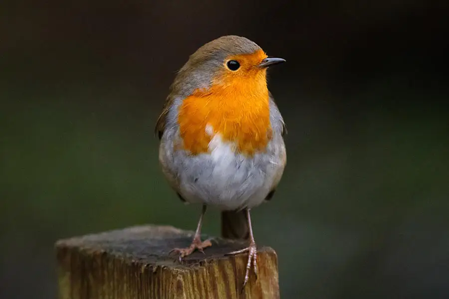 bird photography tips