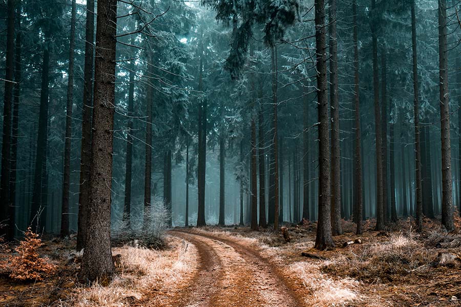 forest with trees