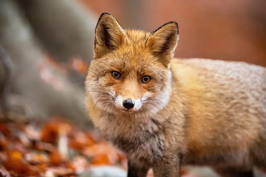 red fox wildlife