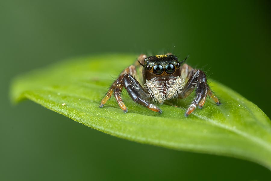 spider green leaf