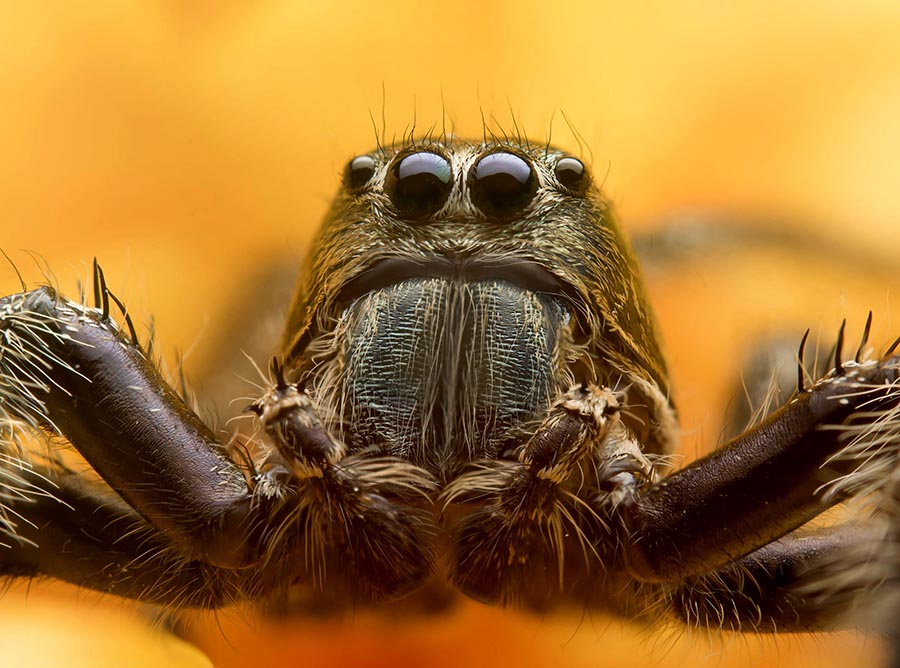 spider macro