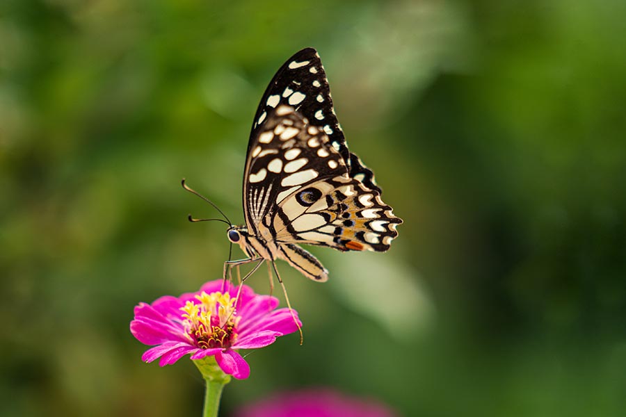 Tropical butterfly on flower macro