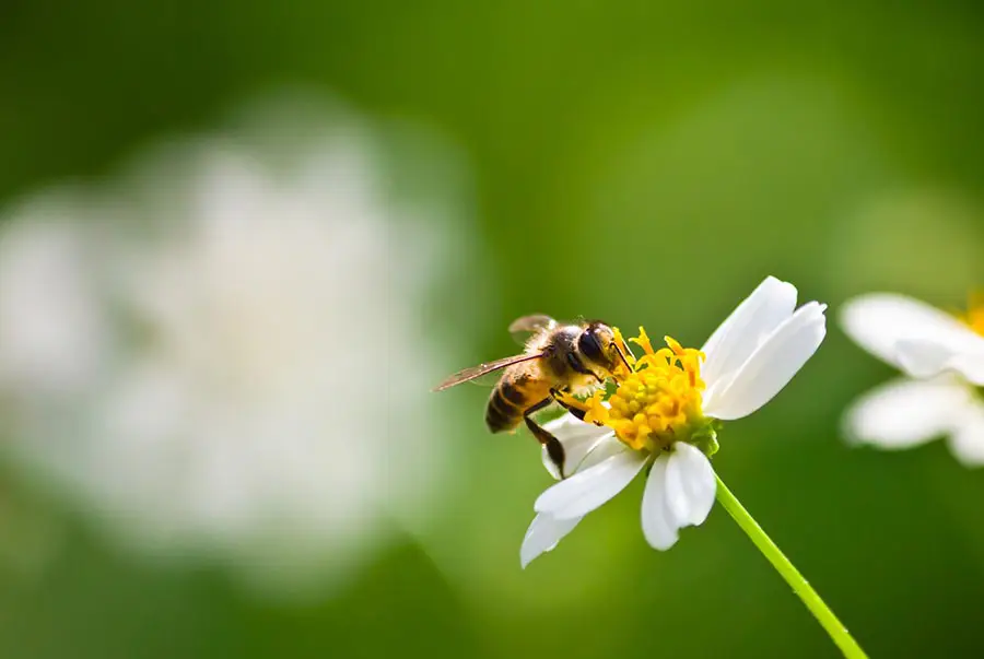 white-bee