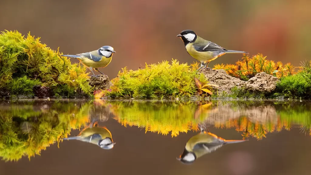 Bird Photography Composition Tips