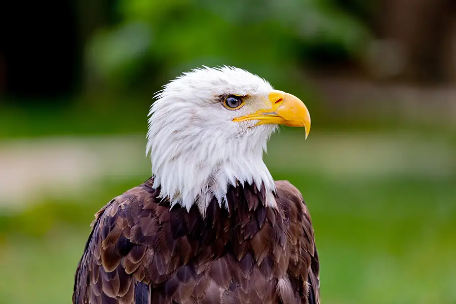 Bird Photography Eagle