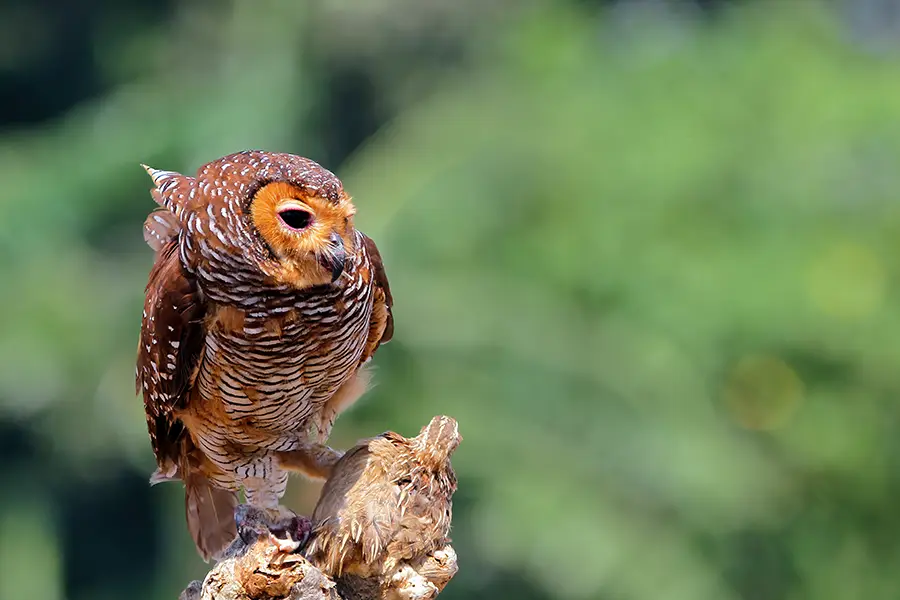 Owl nature