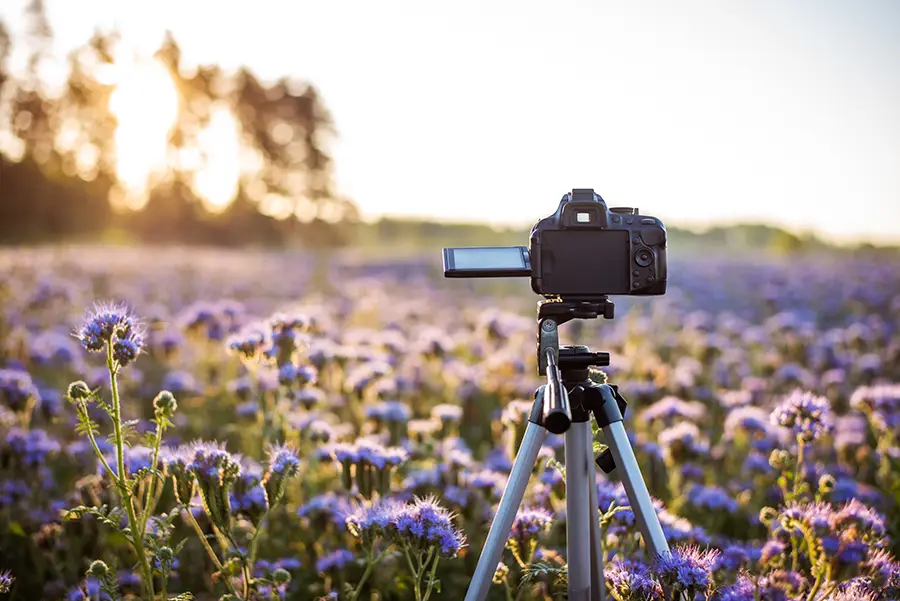 camera-tripod bloom