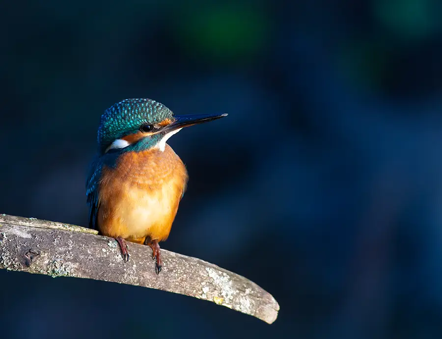 kingfisher post-processing