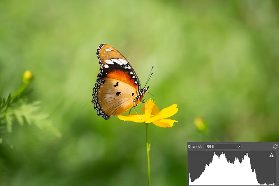 photography tips butterfly